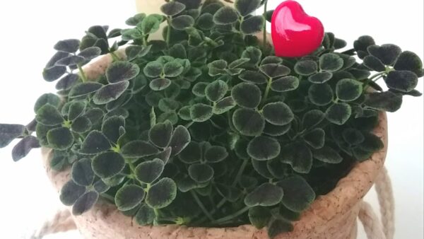 「もう疲れた…」マッチングアプリの無限ループから抜け出し、30代で幸せな成婚を掴む方法